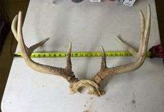 Deer Antlers. 8 Point, 22in Wide. 5, 6, and 7 Point Sets.