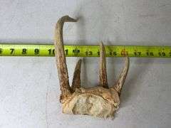 Deer Antlers. 8 Point, 22in Wide. 5, 6, and 7 Point Sets.