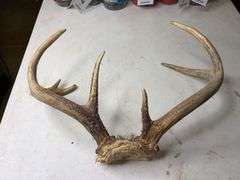 7 Point Whitetail Deer Antlers 17in Wide