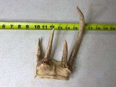 Deer Antlers. 8 Point, 22in Wide. 5, 6, and 7 Point Sets.