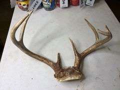7 Point Whitetail Deer Antlers 17in Wide