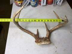 7 Point Whitetail Deer Antlers 17in Wide