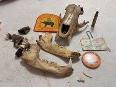 Taxidermy Bear Skull with 1993 Bear Hunter Patch