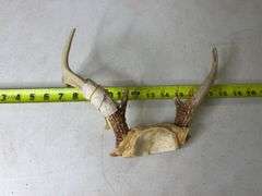 Deer Antlers. 8 Point, 22in Wide. 5, 6, and 7 Point Sets.