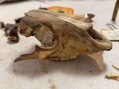 Taxidermy Bear Skull with 1993 Bear Hunter Patch