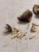 Taxidermy Bear Skull with 1993 Bear Hunter Patch