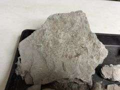 Tray Lot Of Fossil Brachiopod Shells