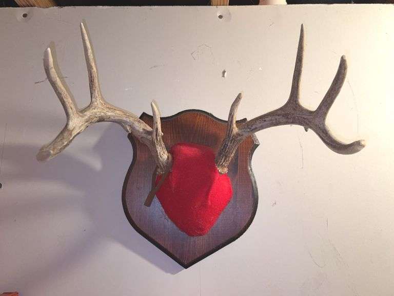 8 Point Deer Antler Plaque Taxidermy Mount, 15" Spread, 10"x11.5" Plaque