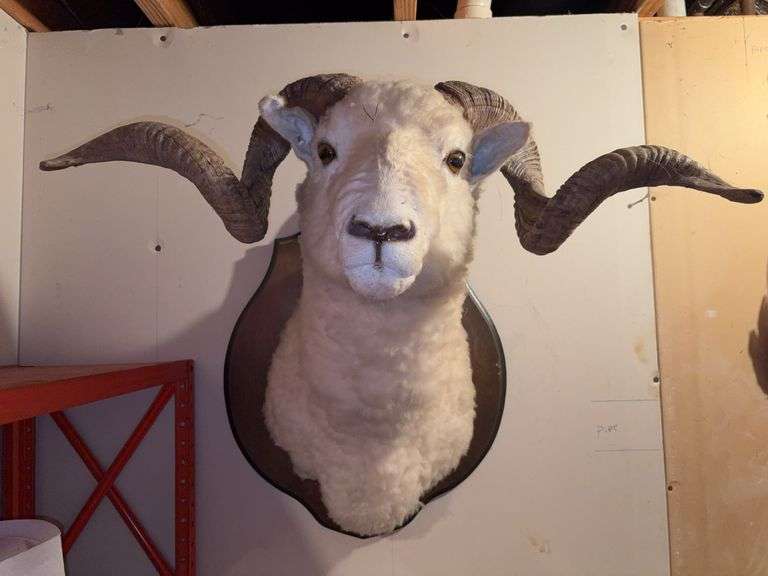 Dall Sheep Taxidermy Shoulder Mount, 26" Spread, 18"x22.5" Plague