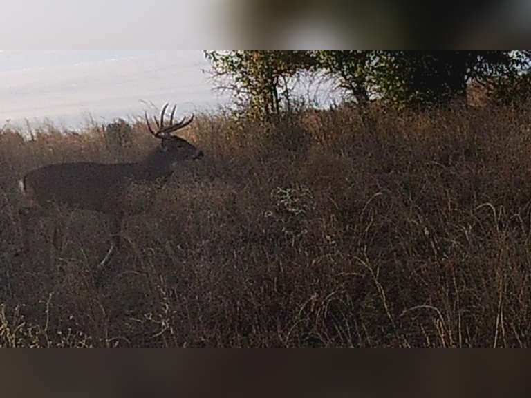 155± Acres of Hunting & Recreational Land