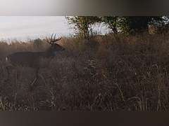 155± Acres in Plevna, Kansas