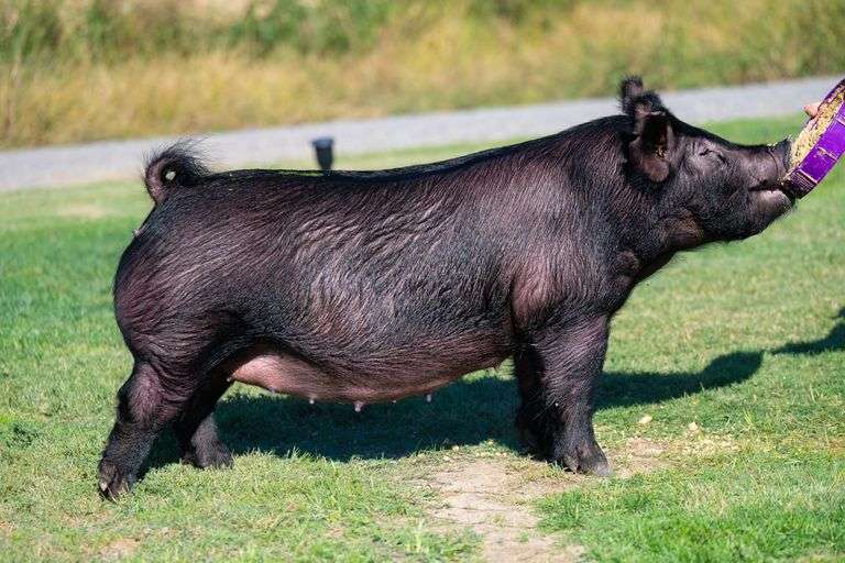 21-14  Crossbred  Bred Female