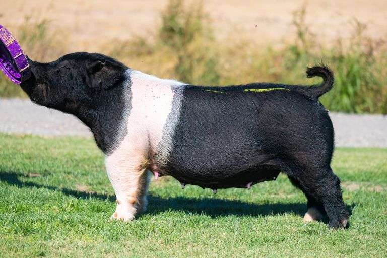 176-1  Crossbred  Bred Female