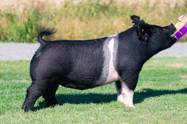 186-8  Crossbred  Bred Female