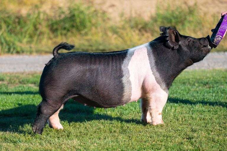 106-7  Crossbred  Bred Female