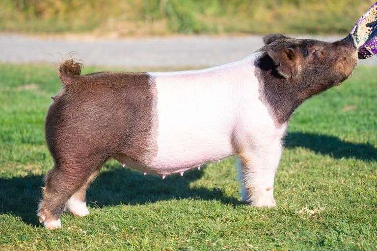 139-5  Crossbred  Bred Female