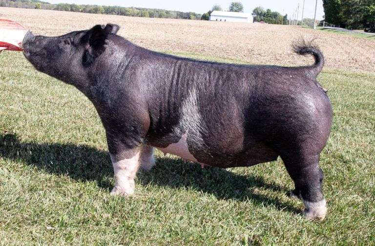 32-15 BRED SOW