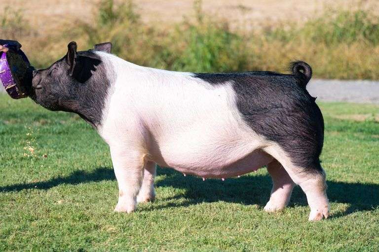 28-6  Crossbred  Bred Female