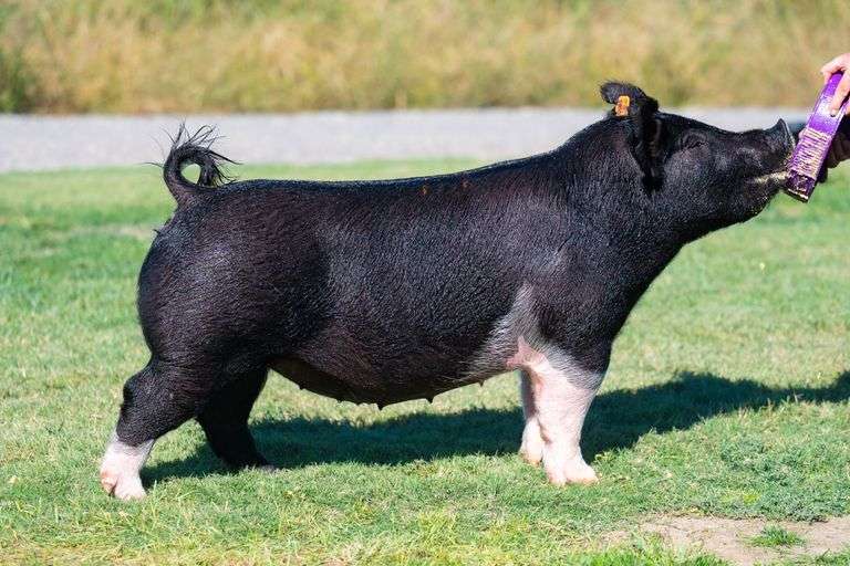 112-8  Crossbred  Bred Female