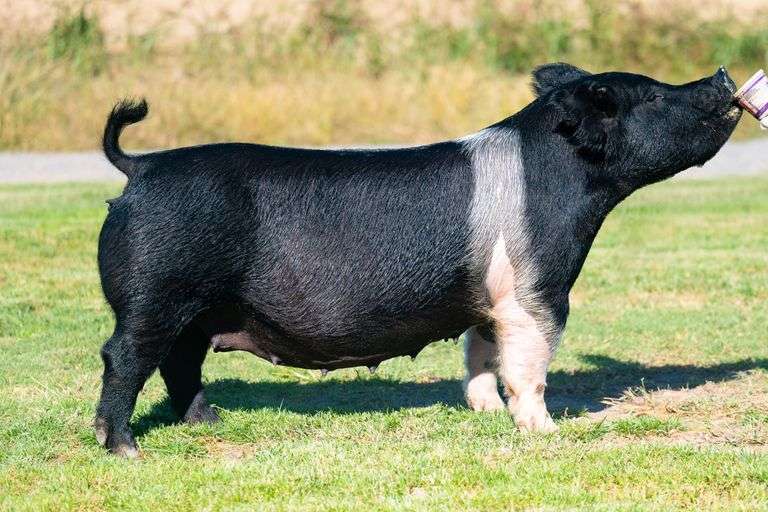 67-8  Crossbred  Bred Female
