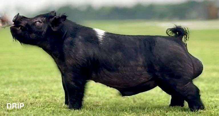 2 Straws Frozen Semen DRIP