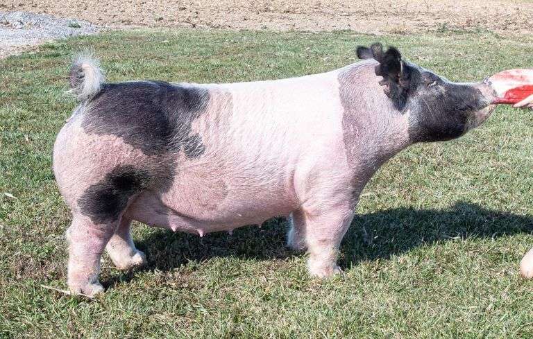 41-5 BRED SOW