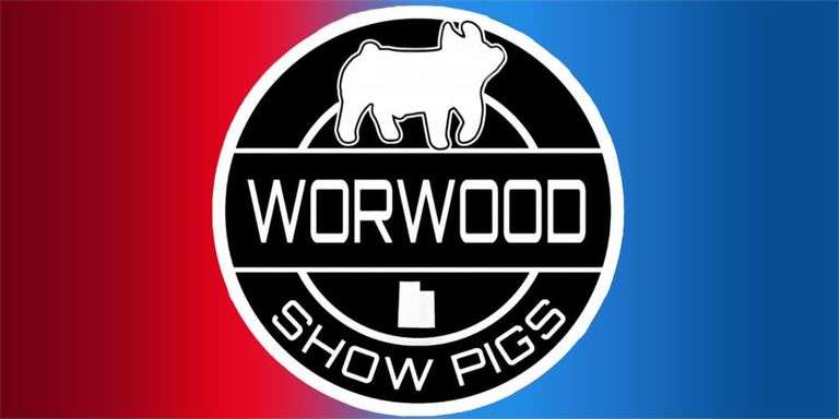 Worwood Showpigs