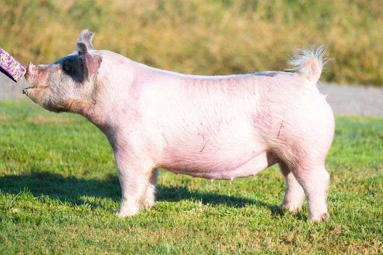 182-3  Crossbred  Bred Female