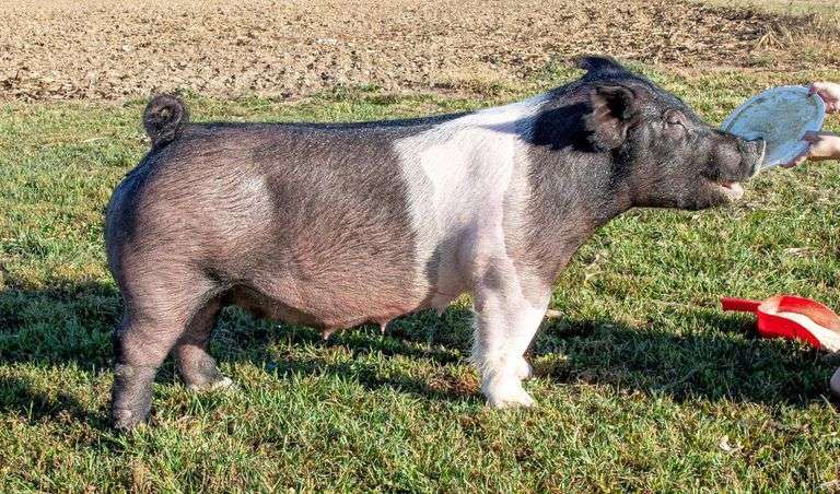 84-3 BRED SOW