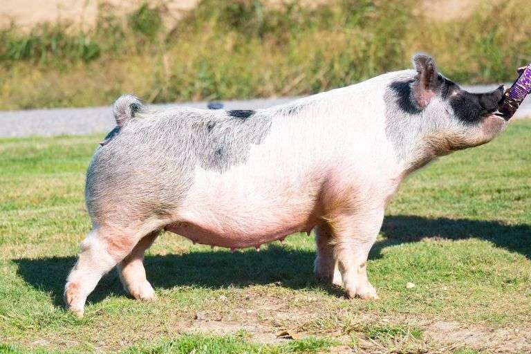 24-5  Crossbred  Bred Female