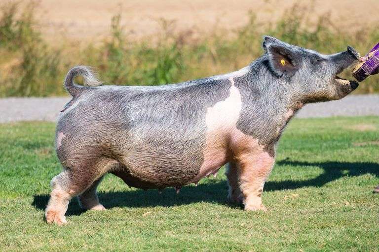 201-5  Crossbred  Bred Female