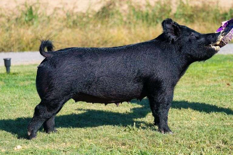 171-10  Crossbred  Bred Female