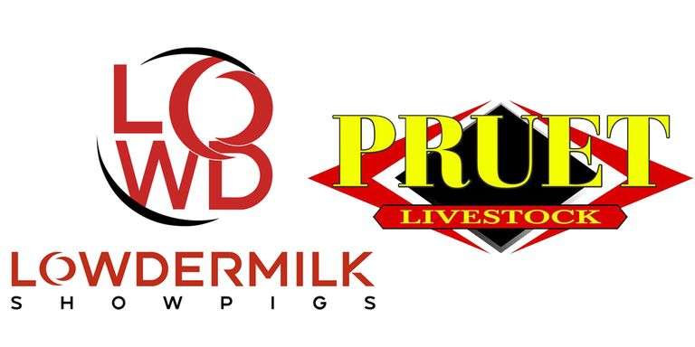 Lowdermilk Showpigs and Pruet Livestock Bred Females