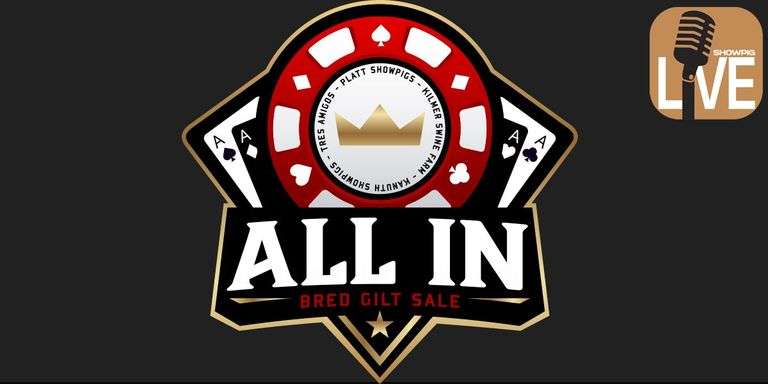 All In Bred Gilt Sale (ShowpigLIVE) 