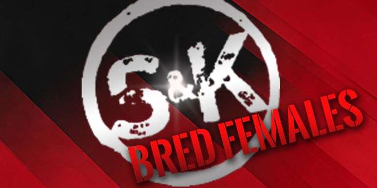 S&K Showpigs Production Sale