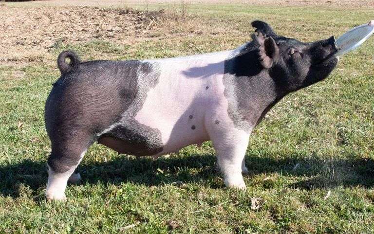 53-7 BRED SOW