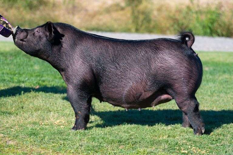 36-6  Crossbred  Bred Female