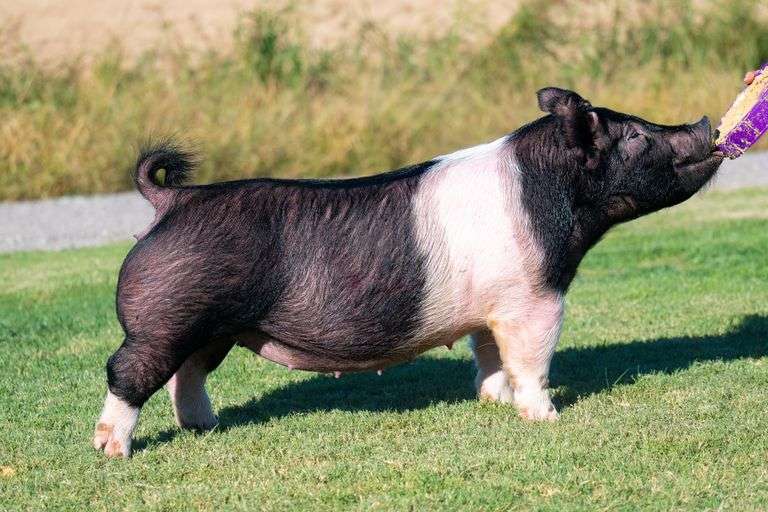 65-5  Crossbred  Bred Female