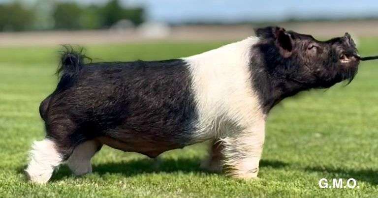 2 Straws Frozen Semen G. M. O.