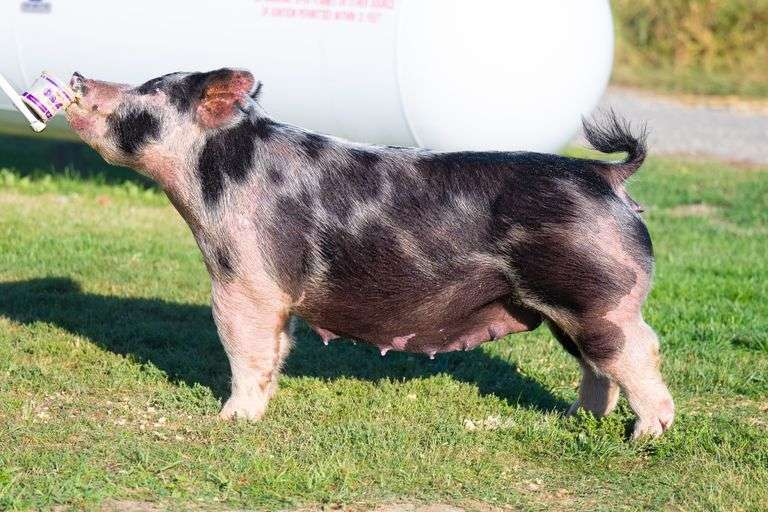 27-6  Crossbred  Bred Female