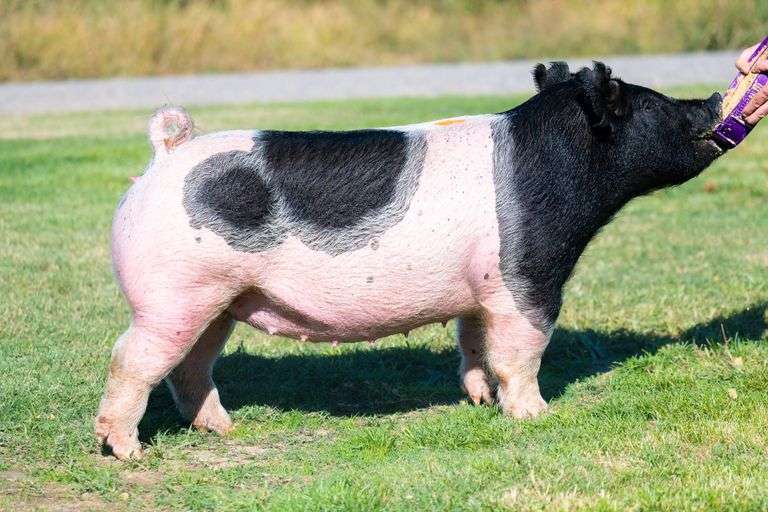 165-9  Crossbred  Bred Female