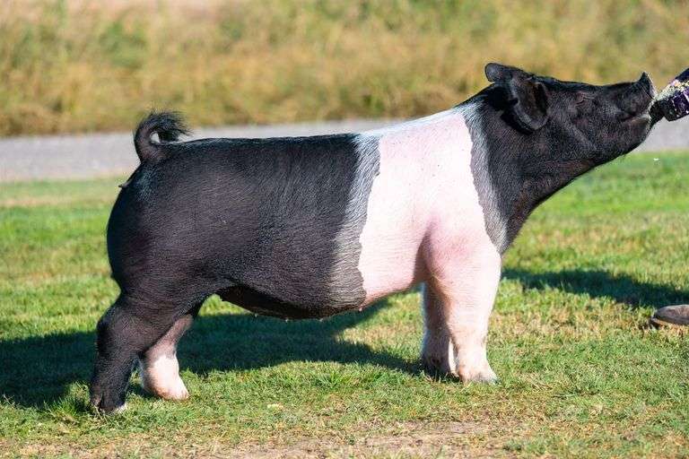 138-3  Crossbred  Bred Female