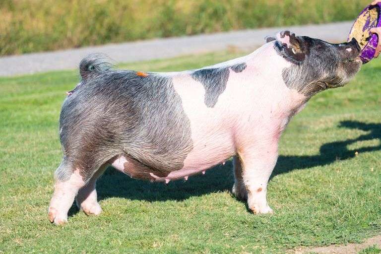 66-7  Crossbred  Bred Female