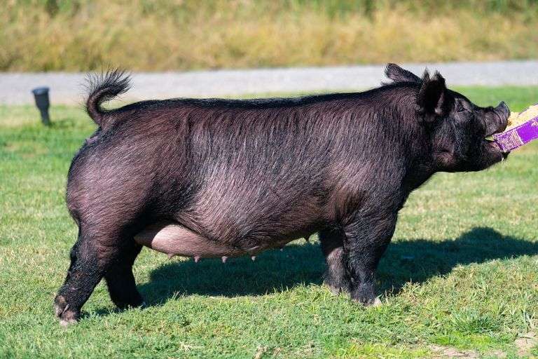 83-3  Crossbred  Bred Female