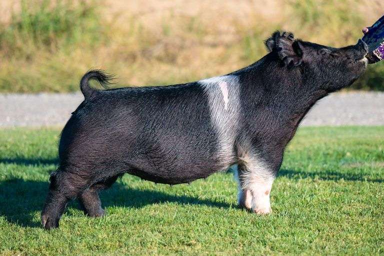 50-10  Crossbred  Bred Female