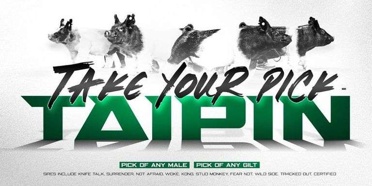 Taipin Showpigs "Take Your Pick"