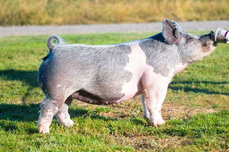 144-10  Crossbred  Bred Female