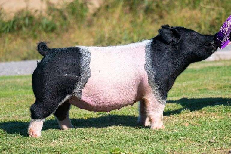 136-7  Crossbred  Bred Female