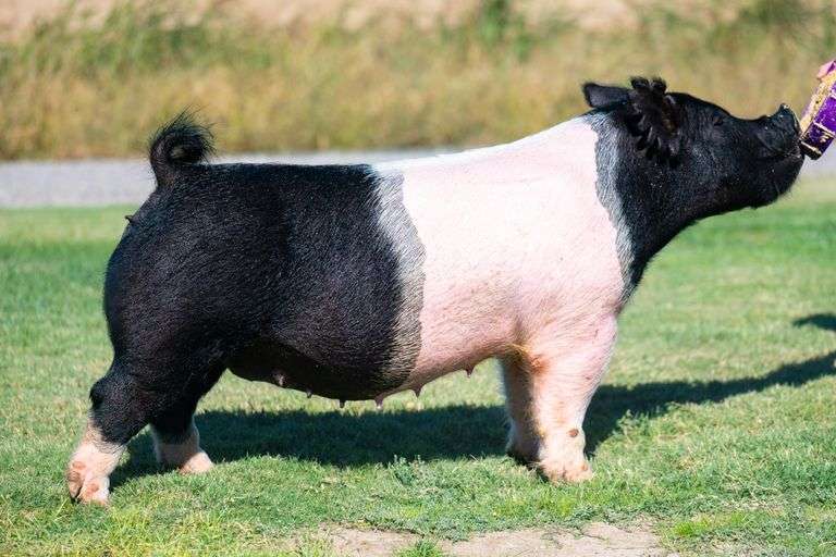 125-5  Crossbred  Bred Female