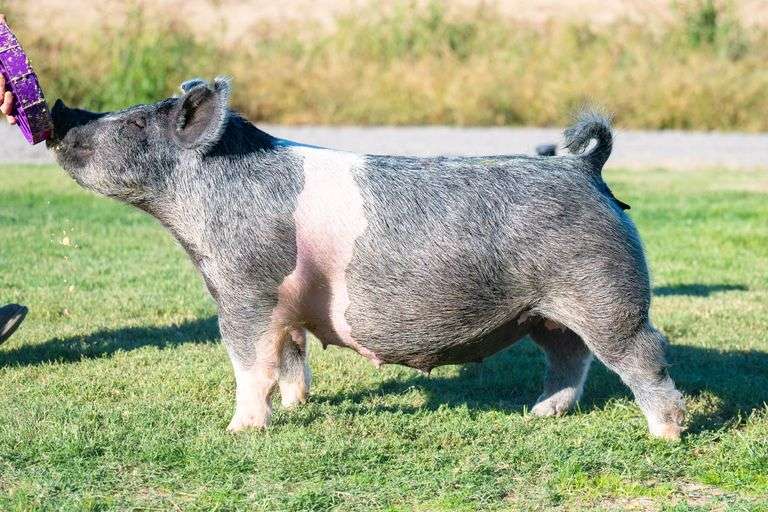 32-9  Crossbred  Bred Female